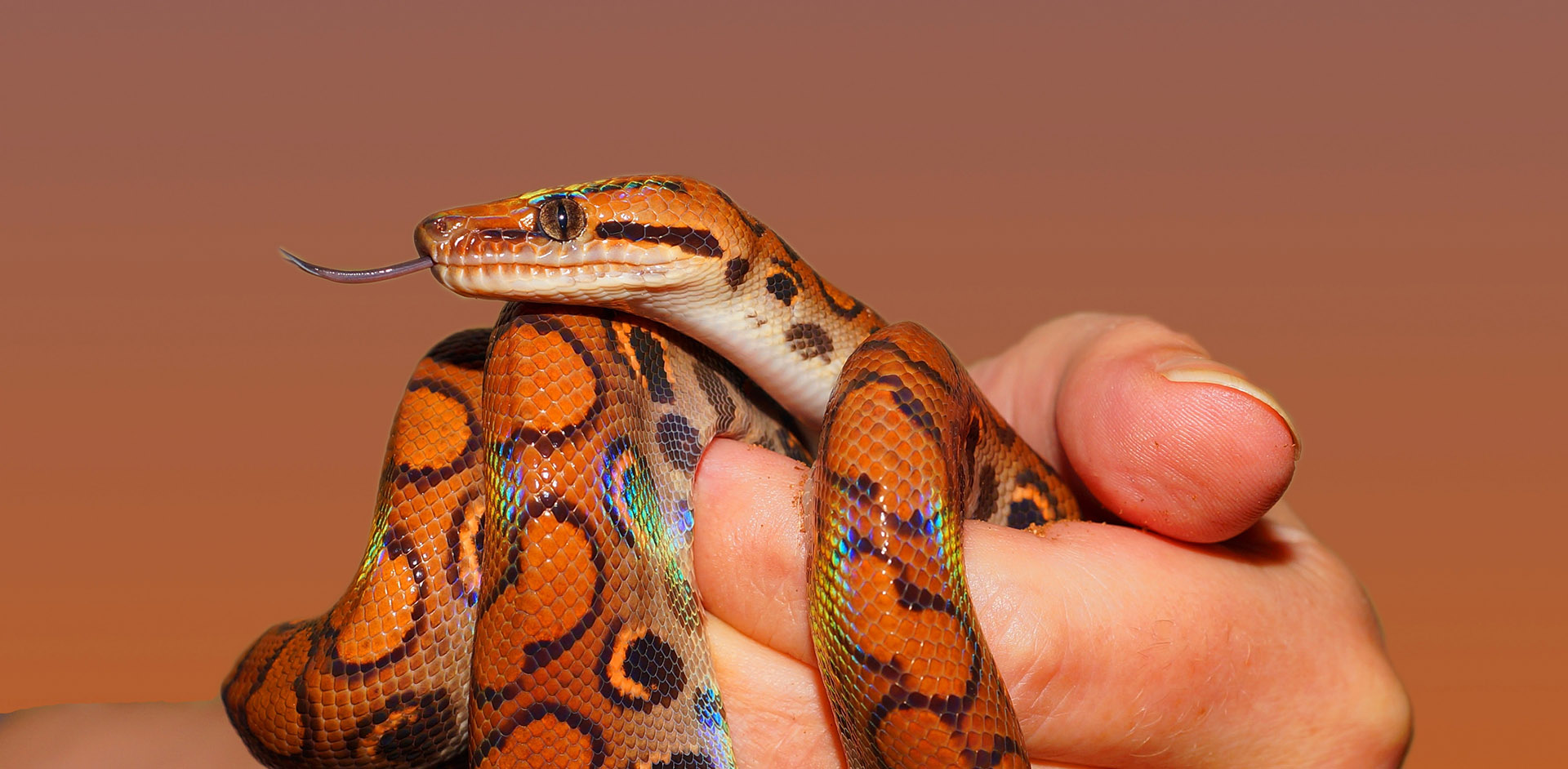 Can snakes love their owners? 