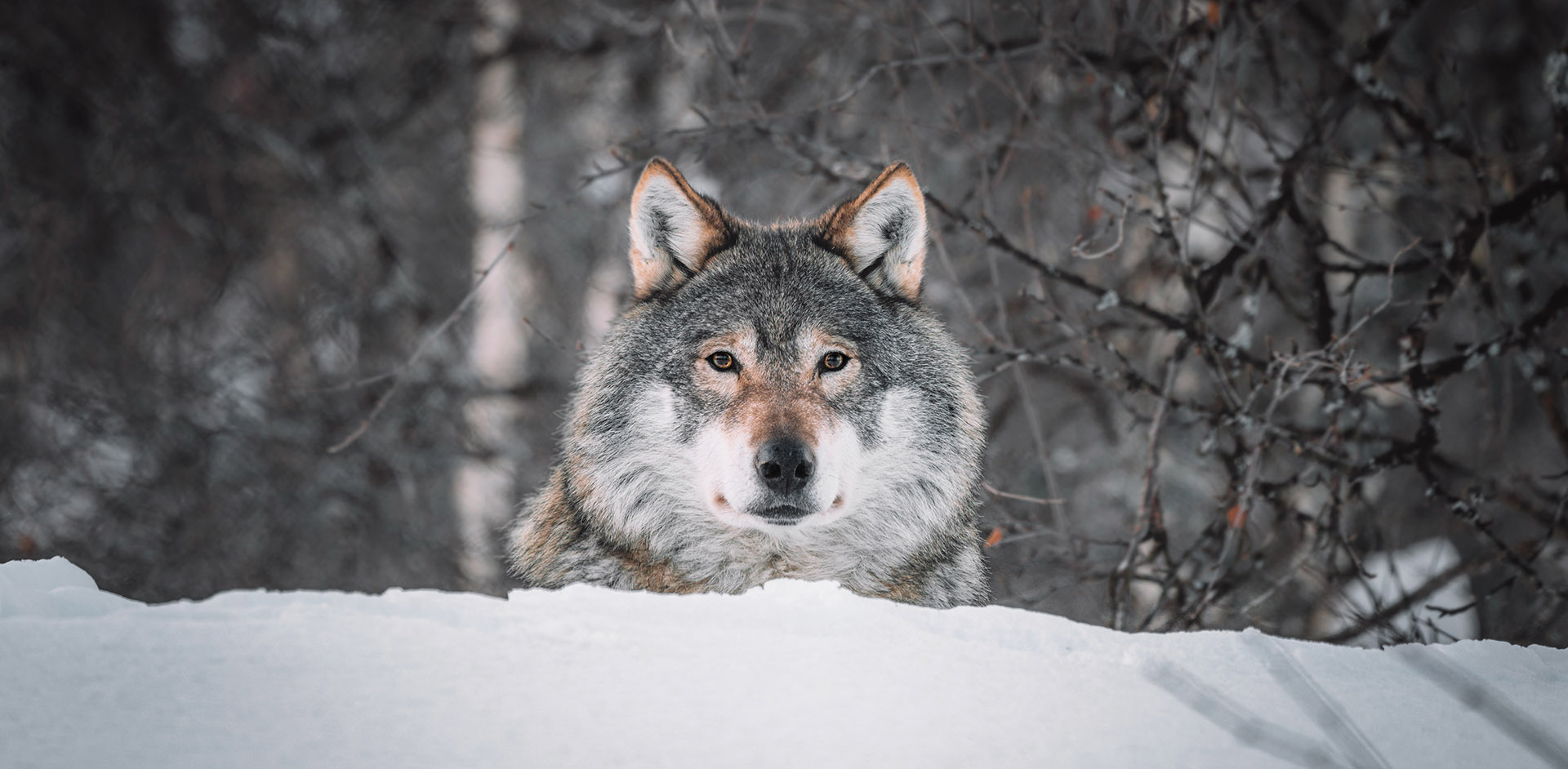 Don't kill wolves – just keep them away | News, Sports, Jobs - The Mining  Gazette
