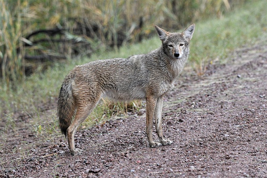 Are Coyotes Dangerous? Do They Attack Humans?