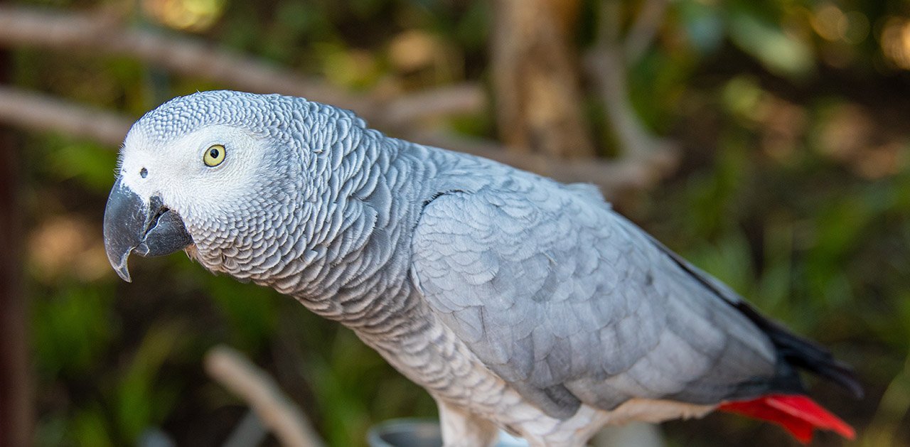 African Grey Parrot: Characteristics, Diet, Facts & More [Fact Sheet]