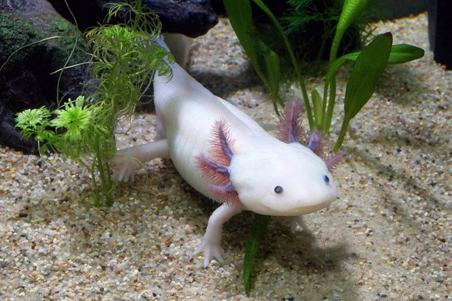 Axolotl: Characteristics, Diet, Facts & More [Fact Sheet]