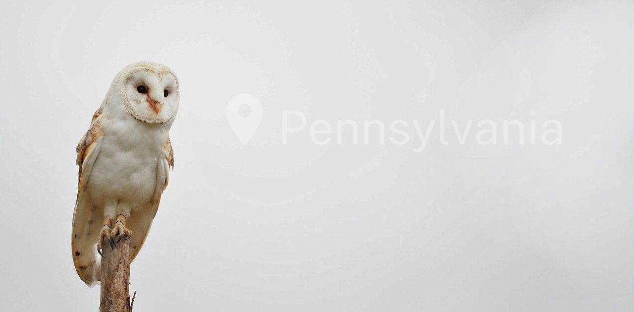 All 8 Owl Species Found in Pennsylvania With Pictures Info