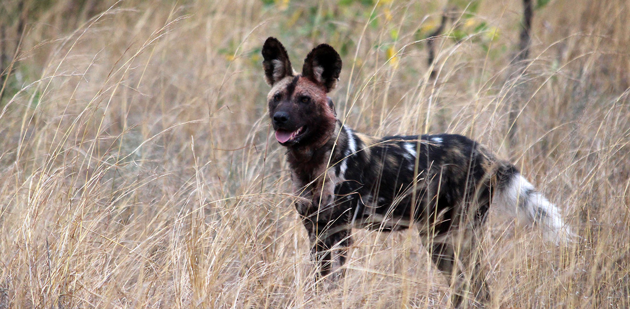 African Wild Dog Facts: Diet, Habitat, & Conservation
