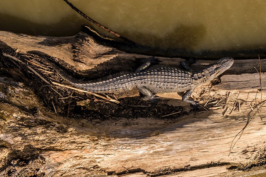 Can Alligators Climb Trees? Unraveling The Myth