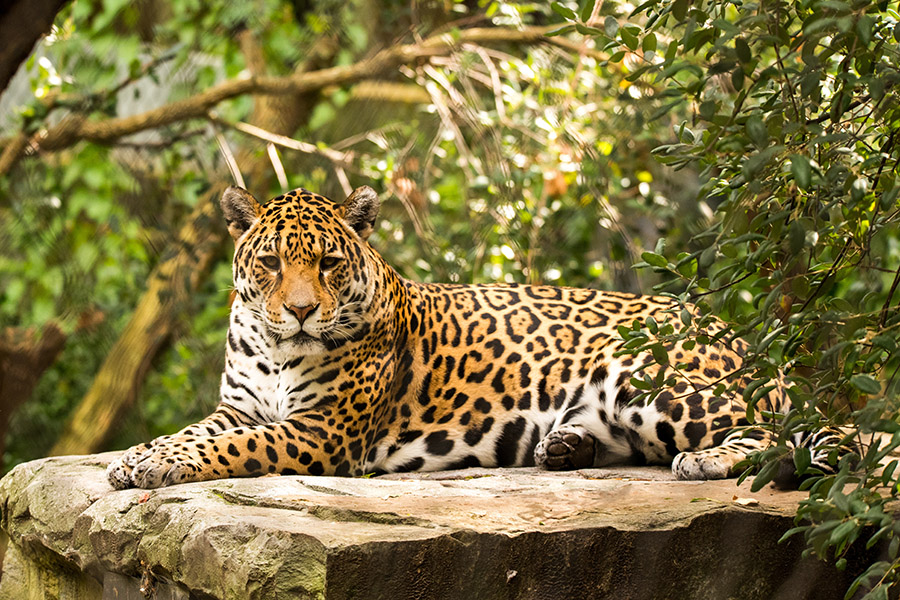 The majestic Blue Jaguar  Melanistic animals, Animals, Animals