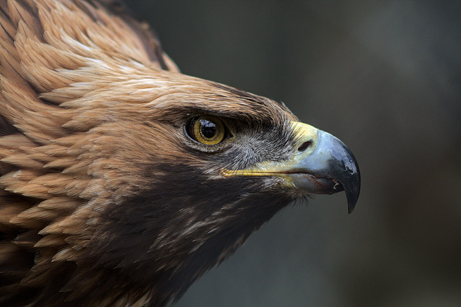 mexican eagle head