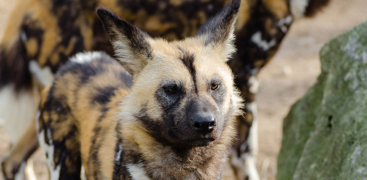 Endangered Wild Dogs Rely on Diverse Habitat to Survive Around