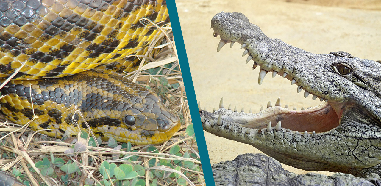 saltwater crocodile size comparison