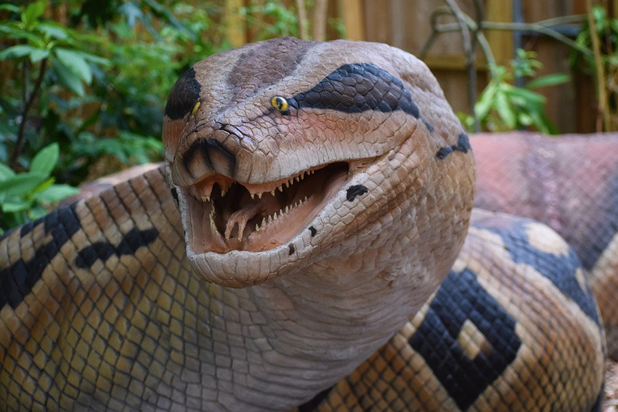 Titanoboa Vs. Anaconda: A Comparison Of The Colossal Serpents