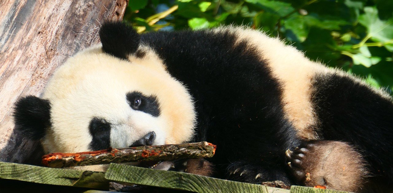 Meet The National Animal of China The Giant Panda